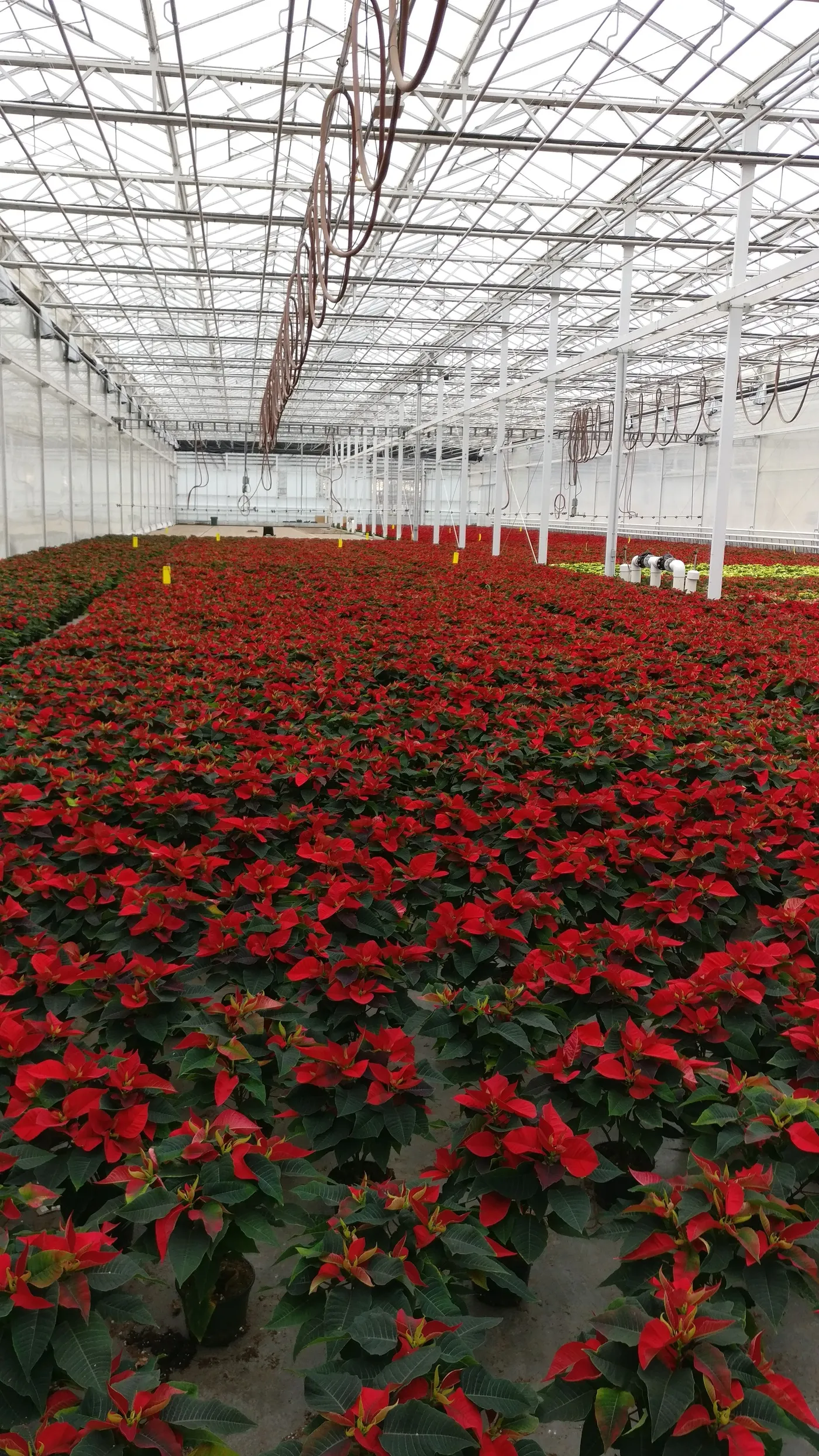A Richmond nursery operation